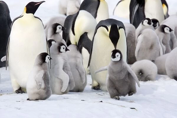 Emperor Penquin - With chicks and one with Happy Feet - Snow Hill Island, Antarctica, Antarctic October