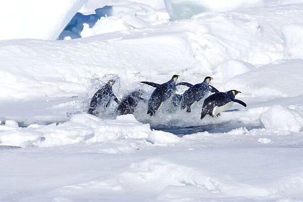 Emperor Penquin - Leaping out of a hole in sea ice after fishing trip - to be followed by a walk back of ten miles to feed the chicks - Snow Hill Island Antarctic - October