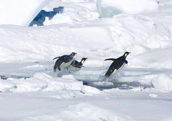 Emperor Penquin - Three leaping through hole in sea ice after fishing trip all bills open gasping for air before crashing on the ice - Snow Hill Island, Antarctica