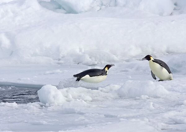 Emperor Penquin - Leaping out of hole in sea ice as second bird looks on - Snow Hill Island - Antarctica - October