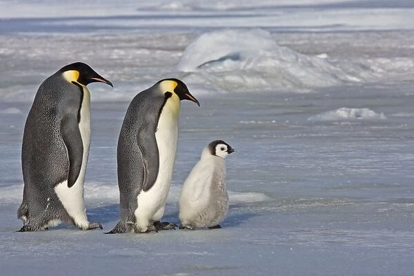 Emperor Penquin - Pair stepping out with chick, keeping a close watch to make sure not kidnapped by chickless adults - Snow Hill Island - Antarctic - October