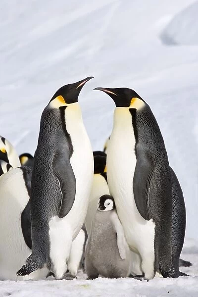 Emperor Penquin - Two proud parents with chick - Snow Hill Island, Antarctica, October