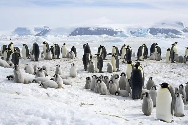 Emperor Penquin - Rookery with chicks laying on snow helping to cool off on the sea ice - Snow Hill Island - Antarctic October