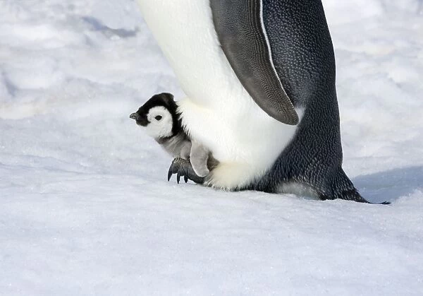 Emperor Penquin - With small chick on feet - Snow Hill Island, Antarctica, October