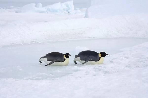 Emperor Penquin Tobogganing on ice and snow than