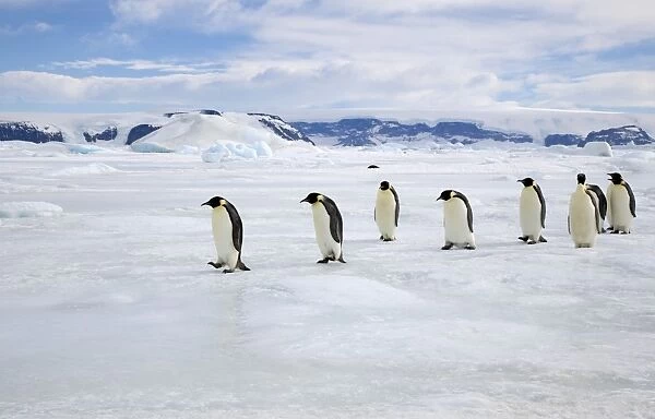 Emperor Penquin - Walking on sea ice back from fishing to feed chicks - Snow Hill Island, Antarctica, October