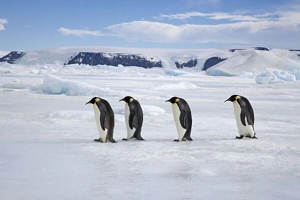 Emperor Penquin - Four walking on sea ice - Snow Hill Island - Antarctica - October