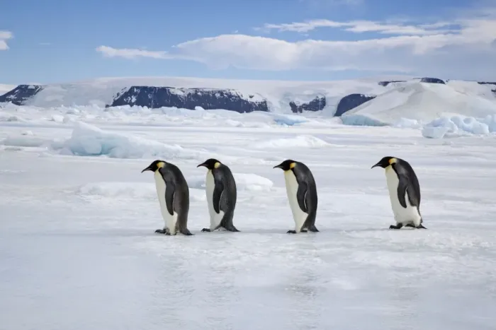Framed Print : Emperor Penquin - Four walking on sea ice - Snow Hill Island - Antarctica - October Framed Print : Emperor Penquin - Four walking on sea ice - Snow Hill Island - Antarctica - October
