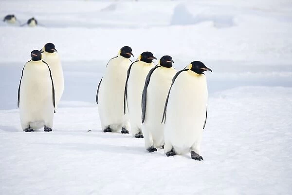 Emperor Penquins - Six walking on sea ice - Snow Hill Island, Antarctica, October