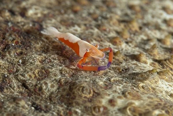 Emperor Shrimp on Amberfish Sea Cucumber (Thelenota