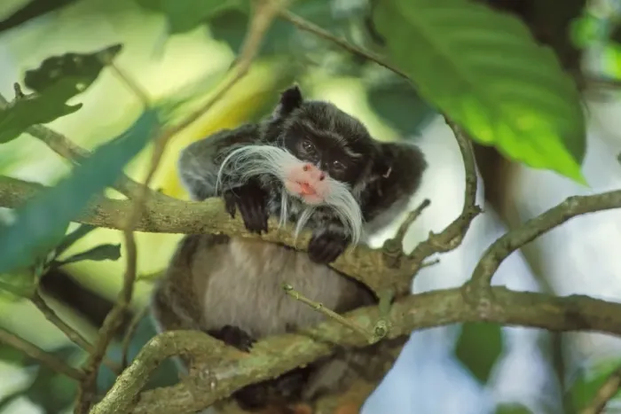 Framed Print : Emperor tamarin / Emperor Marmoset Peru, Brazil, Bolivia. 2mp49 Framed Print : Emperor tamarin / Emperor Marmoset Peru, Brazil, Bolivia. 2mp49