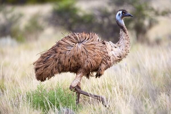 Emu - an adult emu stalking through grassland