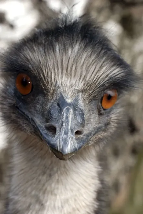 Framed Print : Emu - Australia Framed Print : Emu - Australia