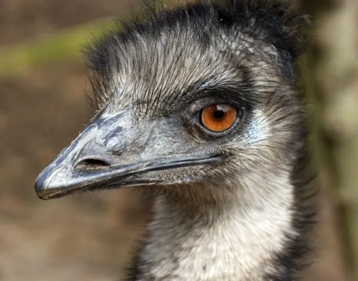 Framed Print : Emu - Australia Framed Print : Emu - Australia