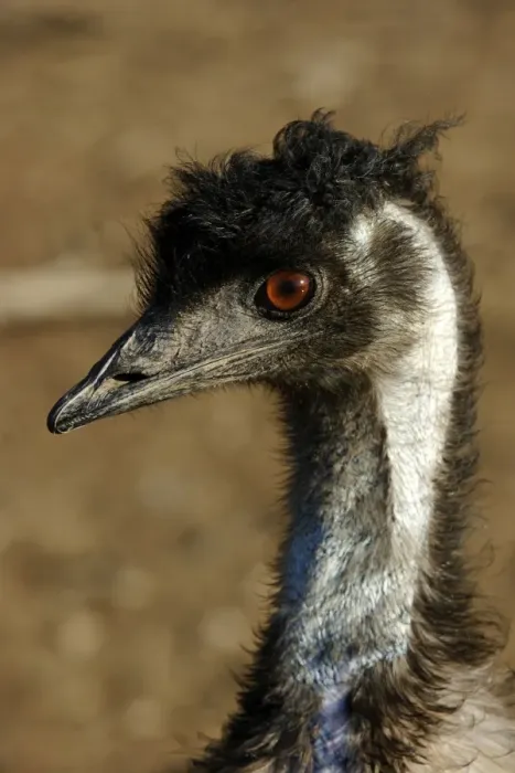 Framed Print : Emu - close-up of head Framed Print : Emu - close-up of head