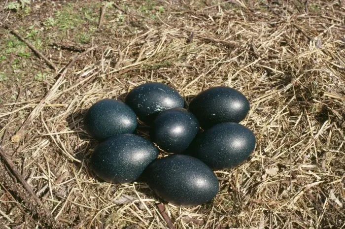 Framed Print : Emu - eggs in nest Framed Print : Emu - eggs in nest