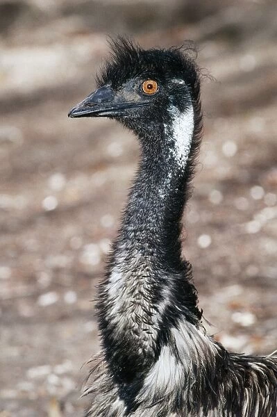Emu Female, Australia
