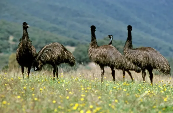 Framed Print : Emu - Group in field - Australia JPF06175 Framed Print : Emu - Group in field - Australia JPF06175