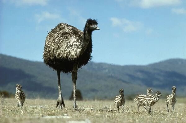 Emu - Male and chicks, Tidbinbilla Nature Reserve, Australian Capital Territory JPF01098