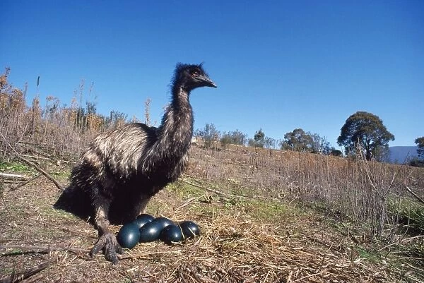 Emu - male, sitting on eggs