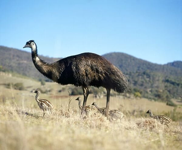 Emu - male with young