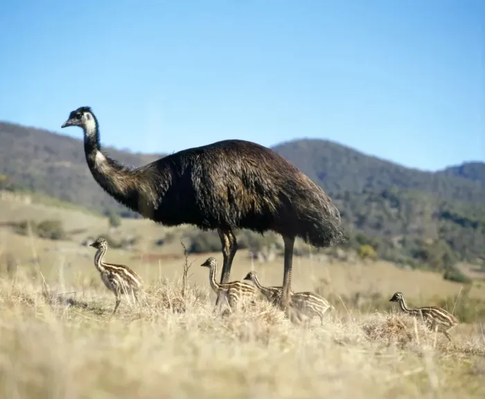 Framed Print : Emu - male with young Framed Print : Emu - male with young