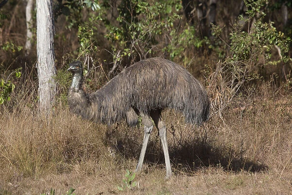 Emu. Mareeba Wetlands, Atherton Tableland, Queensland, Australia