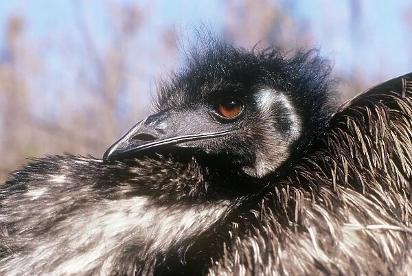 Emu - sitting on eggs