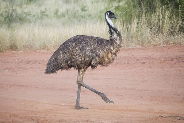 Emu Walking across a track near Epenarra Aboriginal Community, central Northern Territory, Australia