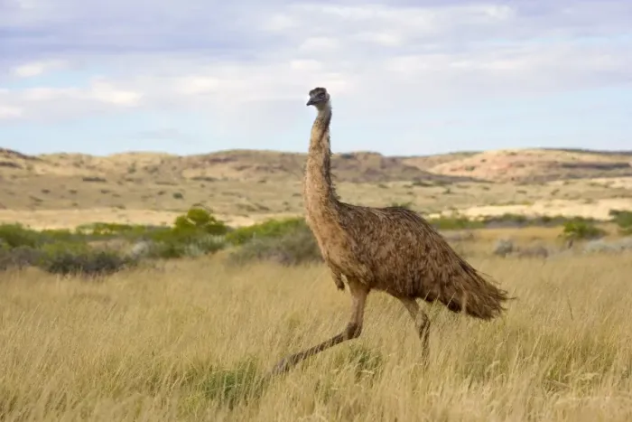 Framed Print : Emu - wideangle shot of an adult emu stalking through grassland - Cape Range National Park, Western Australia, Australia Framed Print : Emu - wideangle shot of an adult emu stalking through grassland - Cape Range National Park, Western Australia, Australia