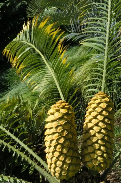 Framed Print : Encephalartos villosus - Femal Cones - Shot at The Botanical Gardens - Madeira in February Framed Print : Encephalartos villosus - Femal Cones - Shot at The Botanical Gardens - Madeira in February