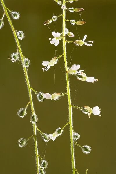 Enchanter's nightshade (Circaea lutetiana) in flower and fruit, with bristle-covered animal-distributed seeds, Dorset