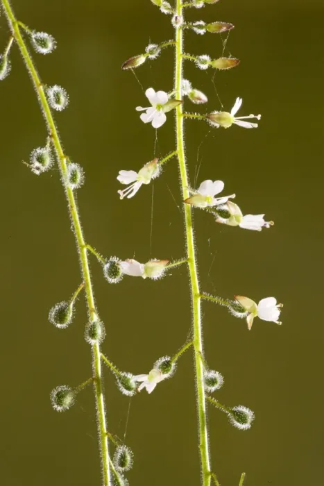 Framed Print : Enchanter's nightshade (Circaea lutetiana) in flower and fruit, with bristle-covered animal-distributed seeds, Dorset Framed Print : Enchanter's nightshade (Circaea lutetiana) in flower and fruit, with bristle-covered animal-distributed seeds, Dorset