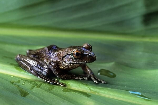 Endemic Frog - Madagascar
