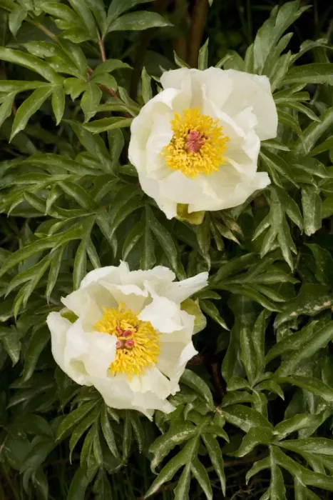 Framed Print : An endemic paeony Paeonia clusii ssp. clusii in the White Mountains, Crete Framed Print : An endemic paeony Paeonia clusii ssp. clusii in the White Mountains, Crete