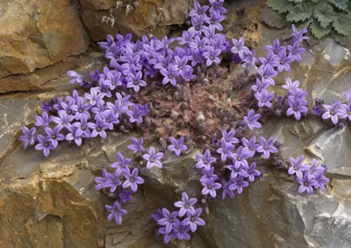 Framed Print : An endemic Peloponnese rock bellflower. Mani peninsula. Greece