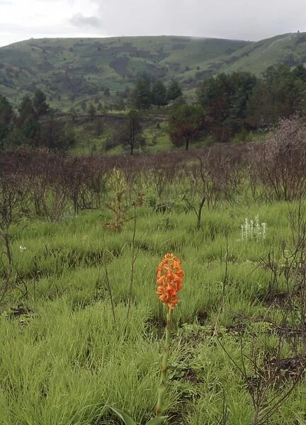 Endemic Plants - Tanzania - Africa - Kitulo Natural Park is home to 40 different species of orchids and is the largest and probably most important plateau grassland in East Africa