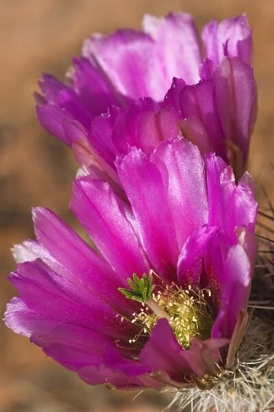 Engelmann  /  Strawberry Hedgehog Cactus - near Toroweap - North Rim - Grand Canyon National Park - Arizona - USA