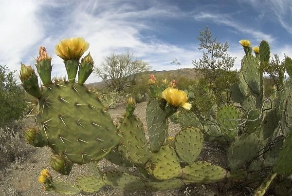 Engelmann's Prickly Pear Cacti Plant with flowers Saguaro National Park, Arizona