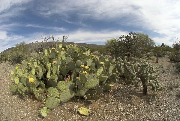 Engelmann's Prickly Pear Cacti Whole plant showing flowers Saguaro National Park, Arizona