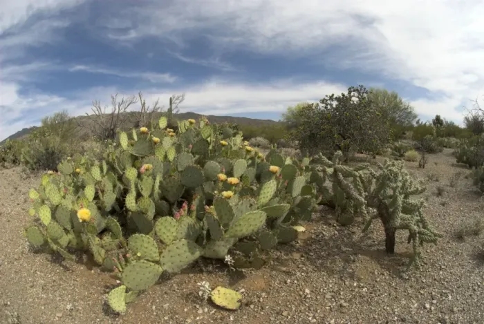 Framed Print : Engelmann's Prickly Pear Cacti Whole plant showing flowers Saguaro National Park, Arizona Framed Print : Engelmann's Prickly Pear Cacti Whole plant showing flowers Saguaro National Park, Arizona