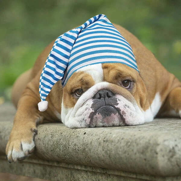 English Bulldog dog, outdoors looking tired wearing nightcap