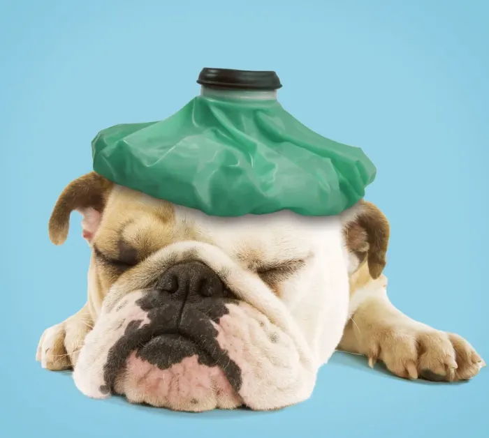 Framed Print : English Bulldog - with ice pack Digital Manipulation: Ice pack LA. Colour background Framed Print : English Bulldog - with ice pack Digital Manipulation: Ice pack LA. Colour background