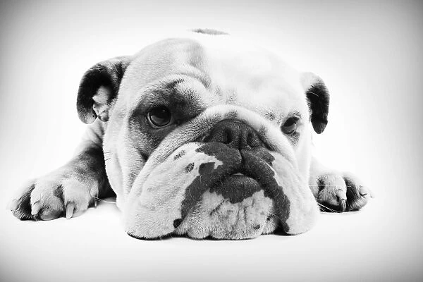 English Bulldog - lying in studio Digital Manipulation: B&W