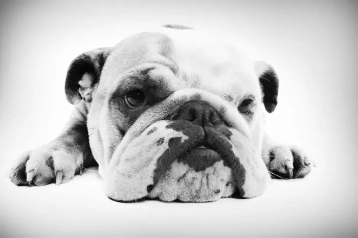 Framed Print : English Bulldog - lying in studio Digital Manipulation: B&W Framed Print : English Bulldog - lying in studio Digital Manipulation: B&W