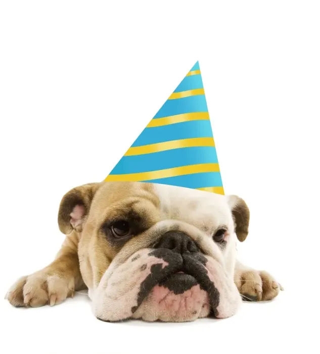 Framed Print : English Bulldog - lying down wearing party hat Digital Manipulation: hat (ardea) Framed Print : English Bulldog - lying down wearing party hat Digital Manipulation: hat (ardea)