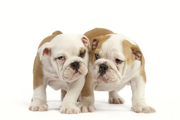 Framed Print : English Bulldog - two puppies Framed Print : English Bulldog - two puppies