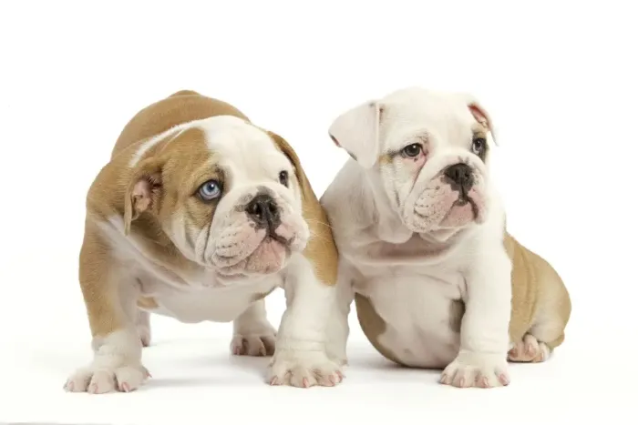 Framed Print : English Bulldog - two puppies Framed Print : English Bulldog - two puppies