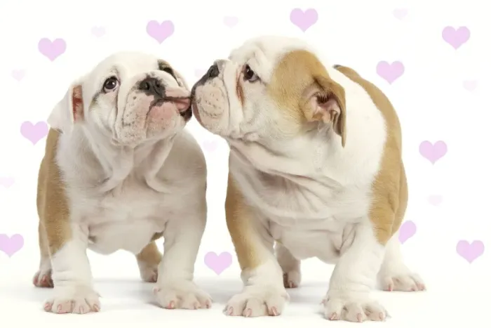 Framed Print : English Bulldog - two puppies kissing Digital Manipulation: hearts to background Framed Print : English Bulldog - two puppies kissing Digital Manipulation: hearts to background