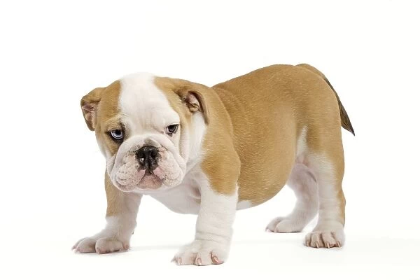 English Bulldog - puppy